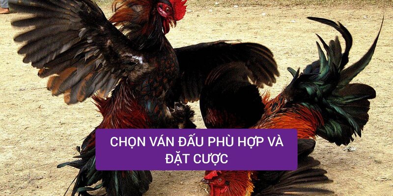 Chọn ván đấu phù hợp để đặt tiền