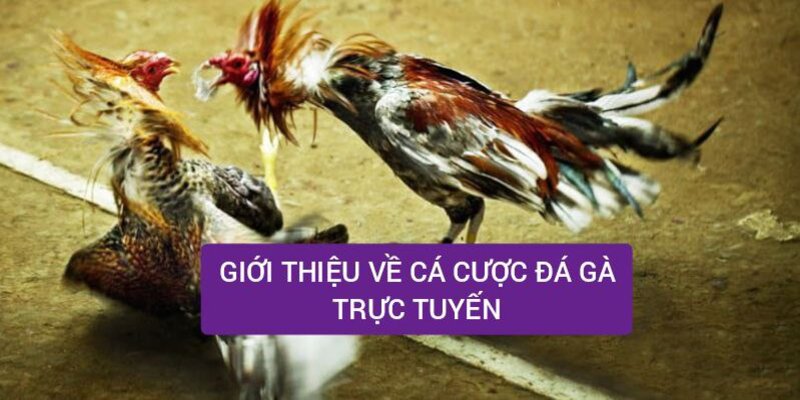 Giới thiệu về trò chơi cá cược đá gà trực tuyến