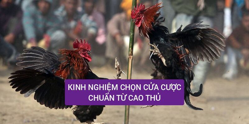 Các kinh nghiệm về lựa chọn cửa 