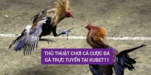 Thủ Thuật Chơi Cá Cược Đá Gà Trực Tuyến Tại Nhà Cái Kubet11